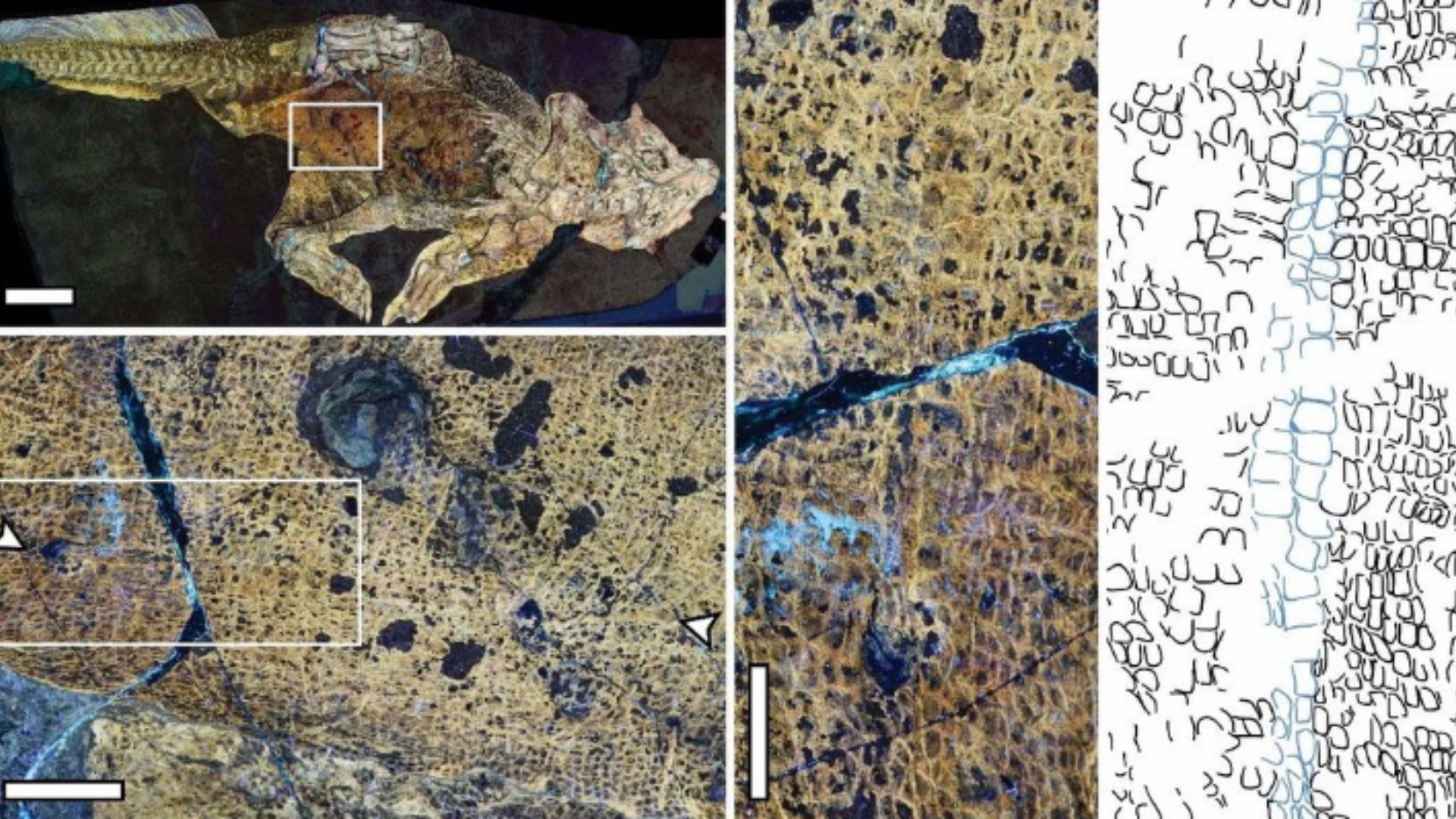 First Dinosaur Belly Button Located in Fossil From China