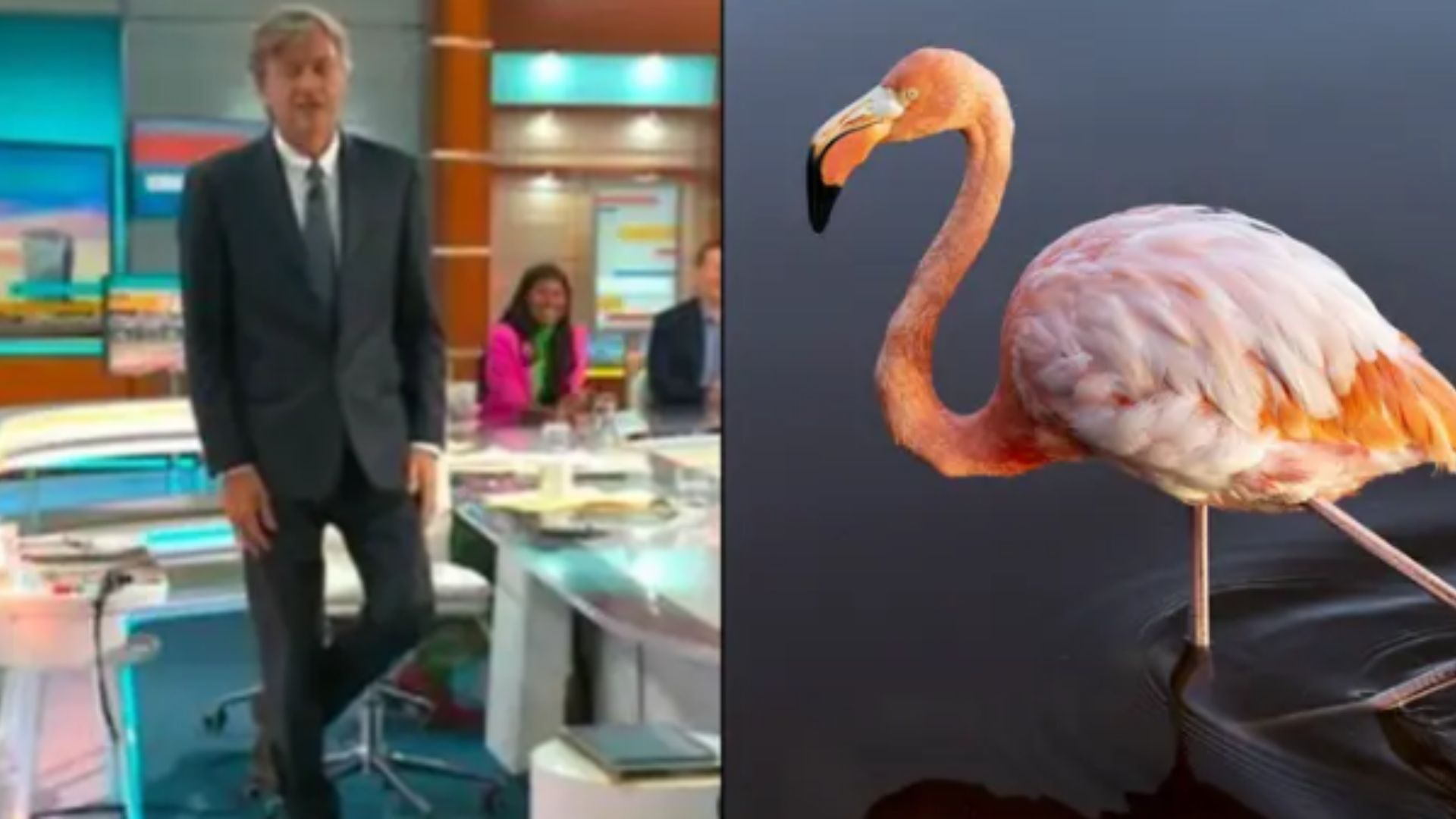 Flamingo balance test proposes youll pass on in the next 7 years